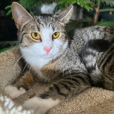 Enlarge TANGY - TERRIFIC TIGER!, a Adoptable mixed breed in Danbury, CT image 4/6