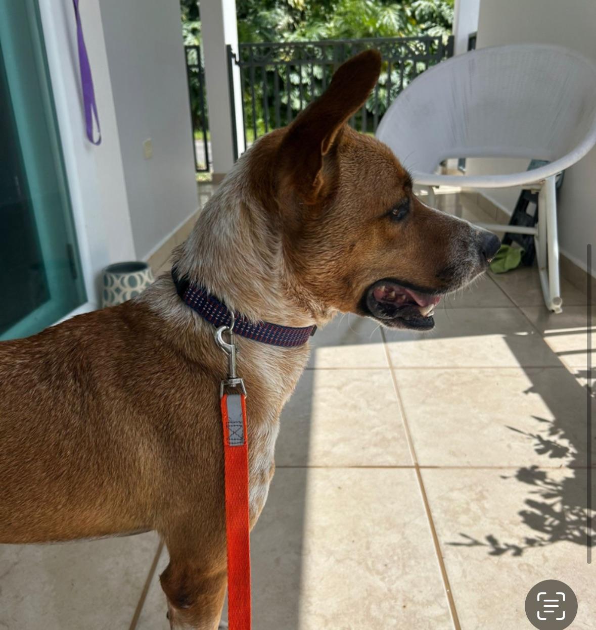 Angelo The Angel, a Adoptable mixed breed in Scarsdale, NY image 3/5