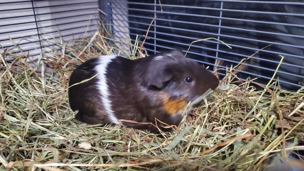 Enlarge Pants & Butterscotch, a Adoptable Guinea Pig in Port Saint Lucie, FL image 1/2