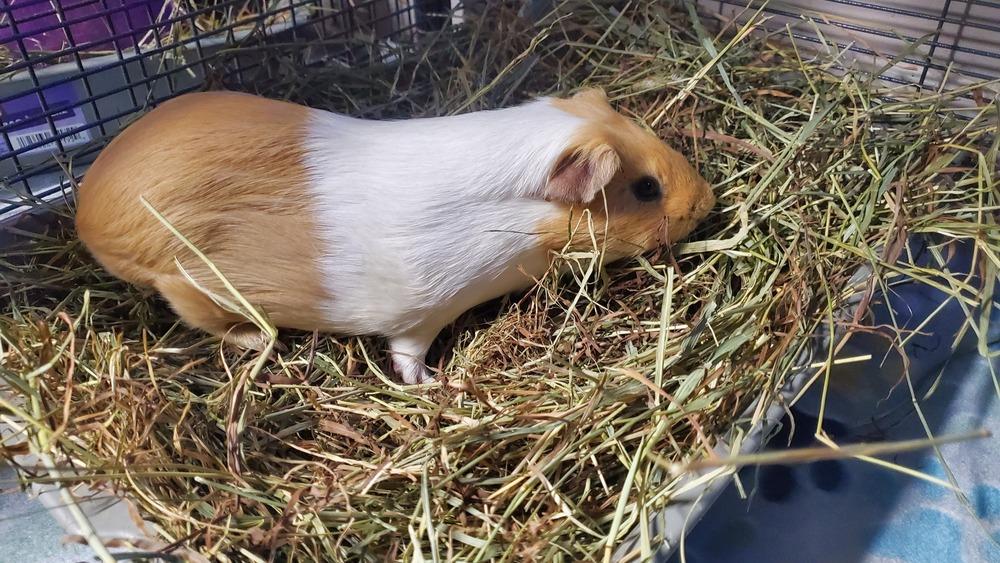 Enlarge Pants & Butterscotch, a Adoptable Guinea Pig in Port Saint Lucie, FL image 2/2
