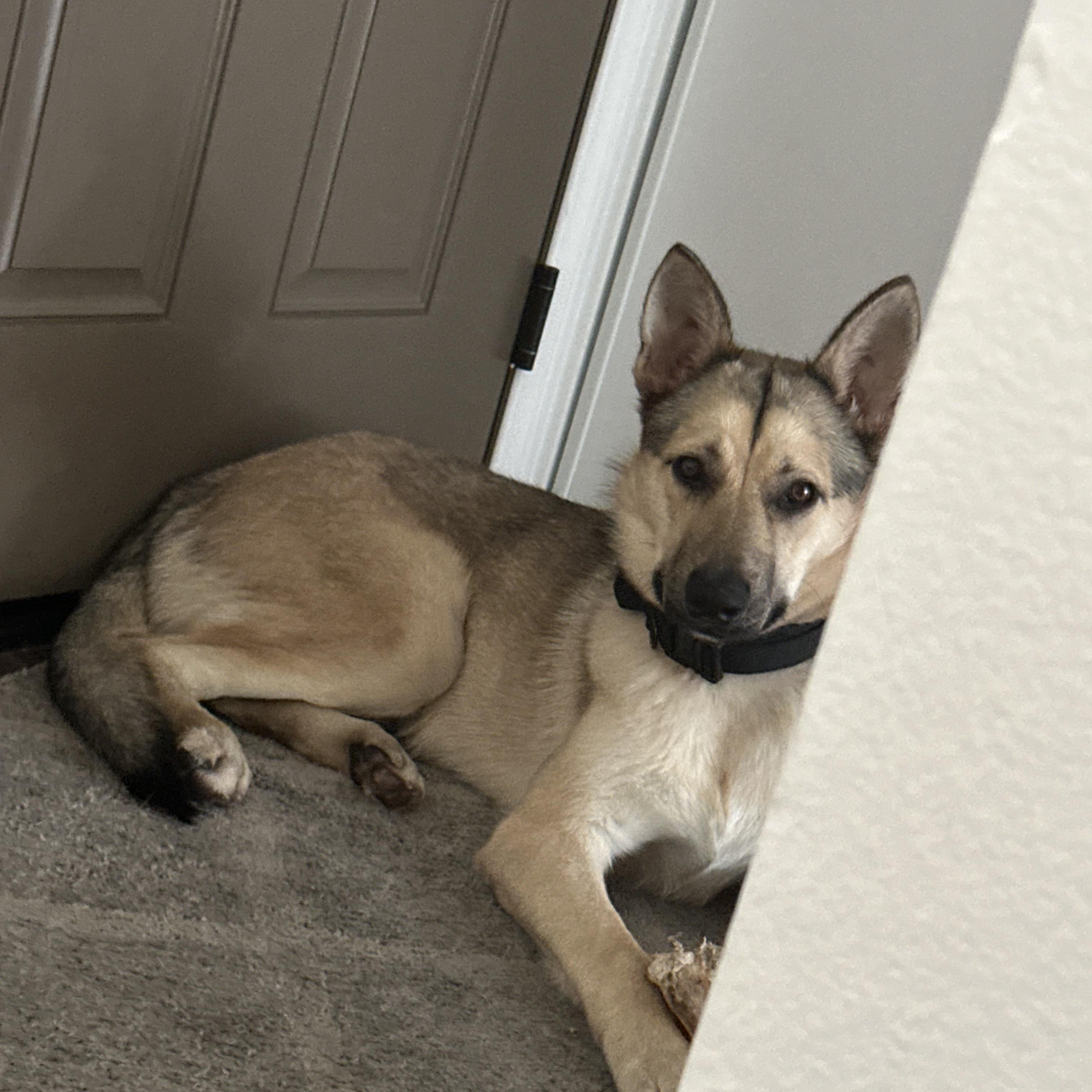 Bandit, a ADOPTABLE mixed breed in Torrance, CA image 2/6
