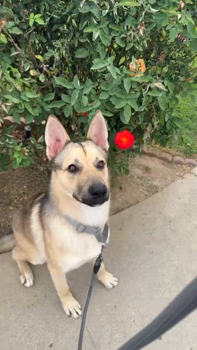 Enlarge Bandit, a ADOPTABLE mixed breed in Torrance, CA video 4/6