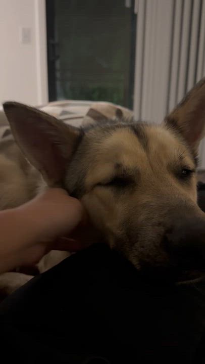 Enlarge Bandit, a ADOPTABLE mixed breed in Torrance, CA video 3/6