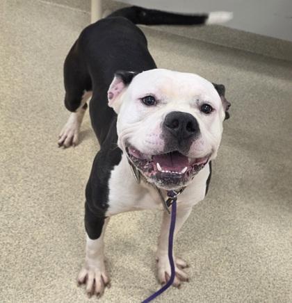 Enlarge Zeus, a Adoptable mixed breed in Mount Holly, NJ image 1/5