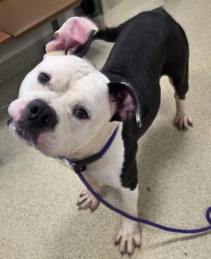 Enlarge Zeus, a Adoptable mixed breed in Mount Holly, NJ image 1/3