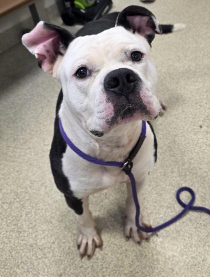 Enlarge Zeus, a Adoptable mixed breed in Mount Holly, NJ image 3/3