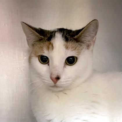 Spaghetti, ADOPTABLE, Young Female Domestic Short Hair.