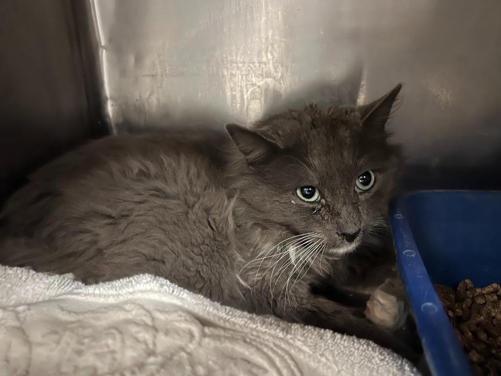 Roscoe Maple, Adoptable, Adult Male Domestic Long Hair.