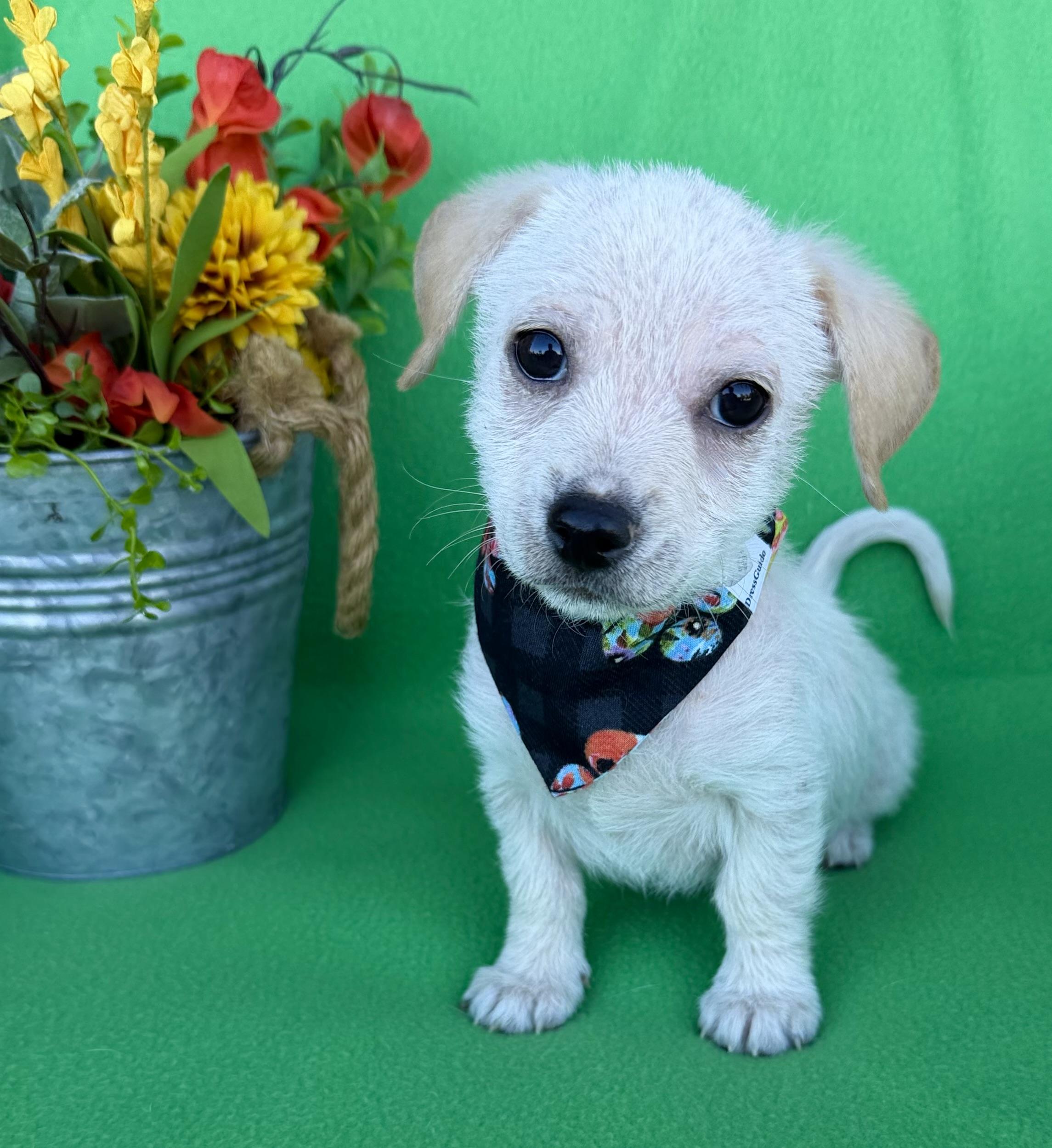 Wilson, ADOPTABLE, Puppy Male Terrier & Chihuahua.