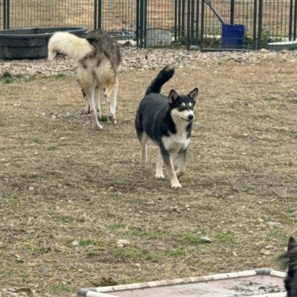 Enlarge Blossom, a Adoptable Husky in Eufaula, OK image 1/6