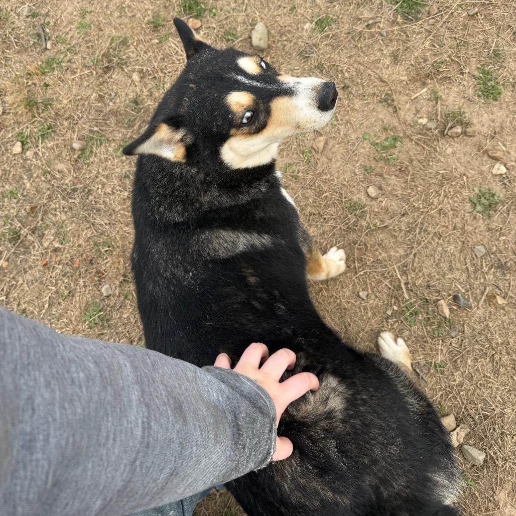 Enlarge Blossom, a Adoptable Husky in Eufaula, OK image 2/6