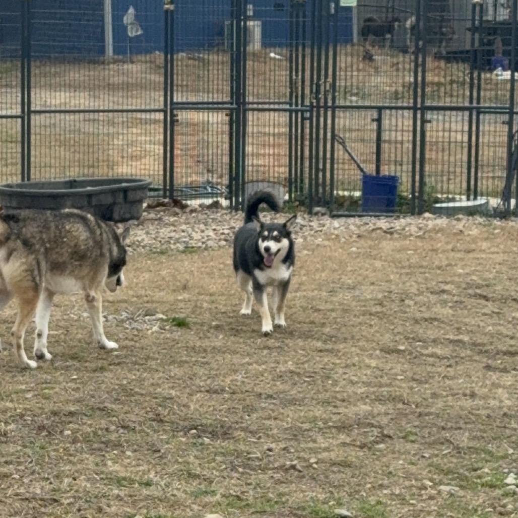 Enlarge Blossom, a Adoptable Husky in Eufaula, OK image 3/6
