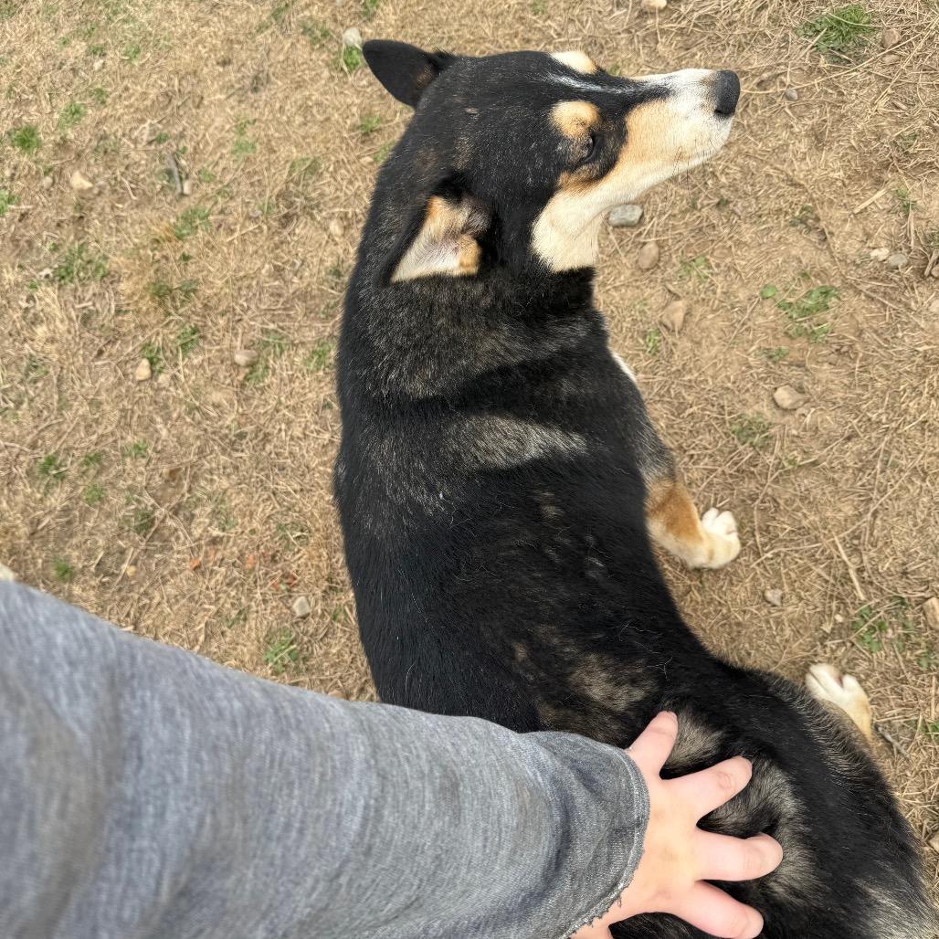 Enlarge Blossom, a Adoptable Husky in Eufaula, OK image 4/6