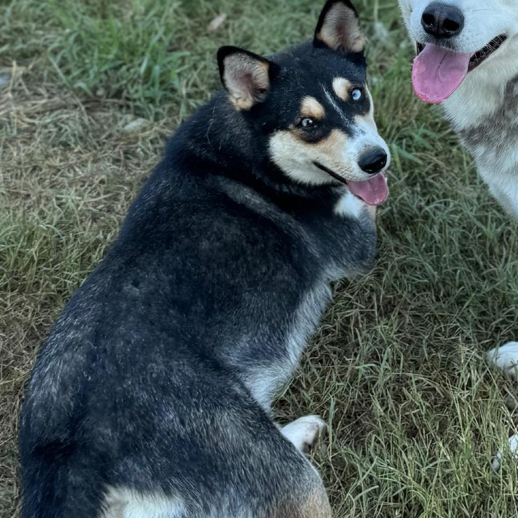 Enlarge Blossom, a Adoptable Husky in Eufaula, OK image 5/6