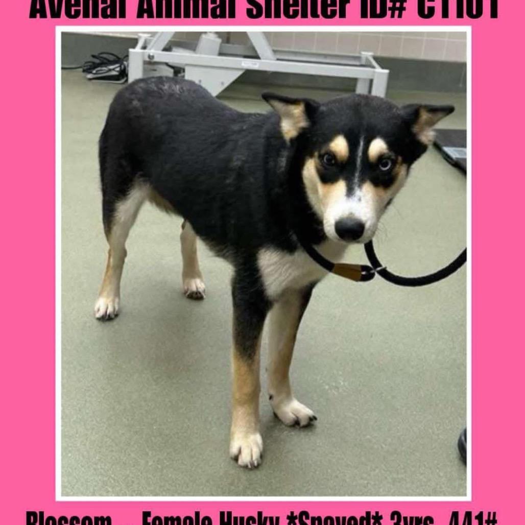 Enlarge Blossom, a Adoptable Husky in Eufaula, OK image 6/6