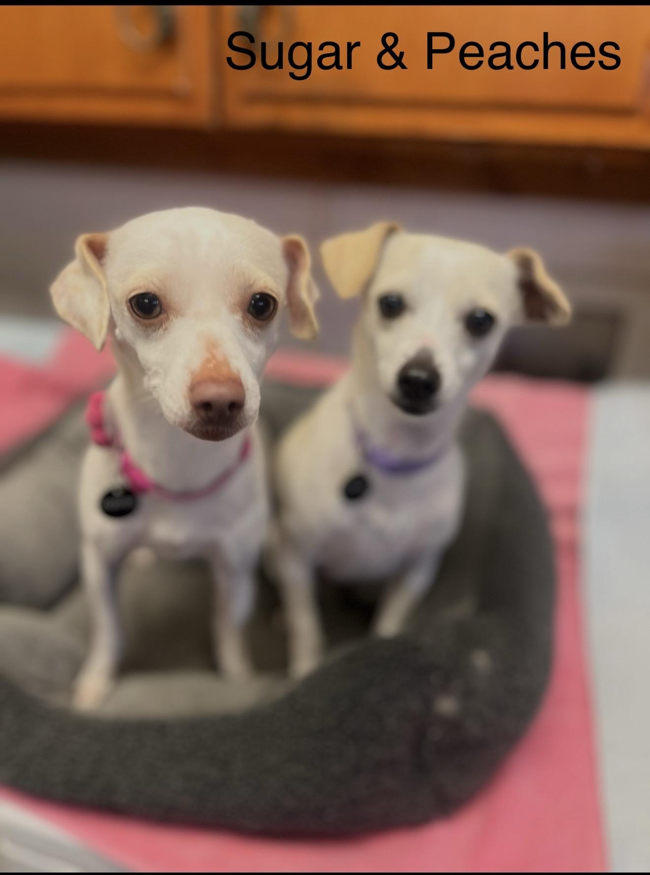 Sugar & Peaches , ADOPTABLE, Adult Female Chihuahua & Terrier.