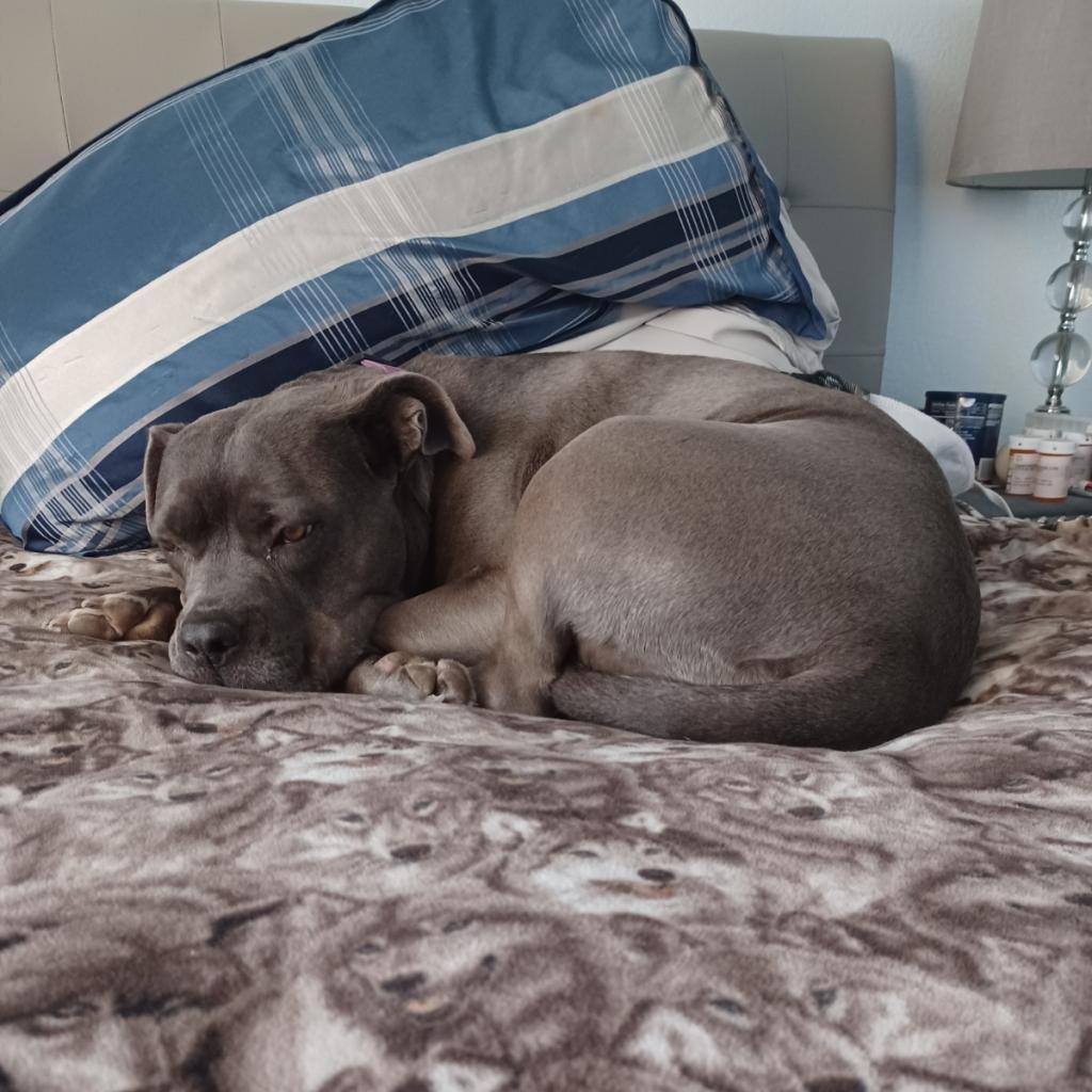 Eloise, a Adoptable Pit Bull Terrier in Las Vegas, NV image 4/6