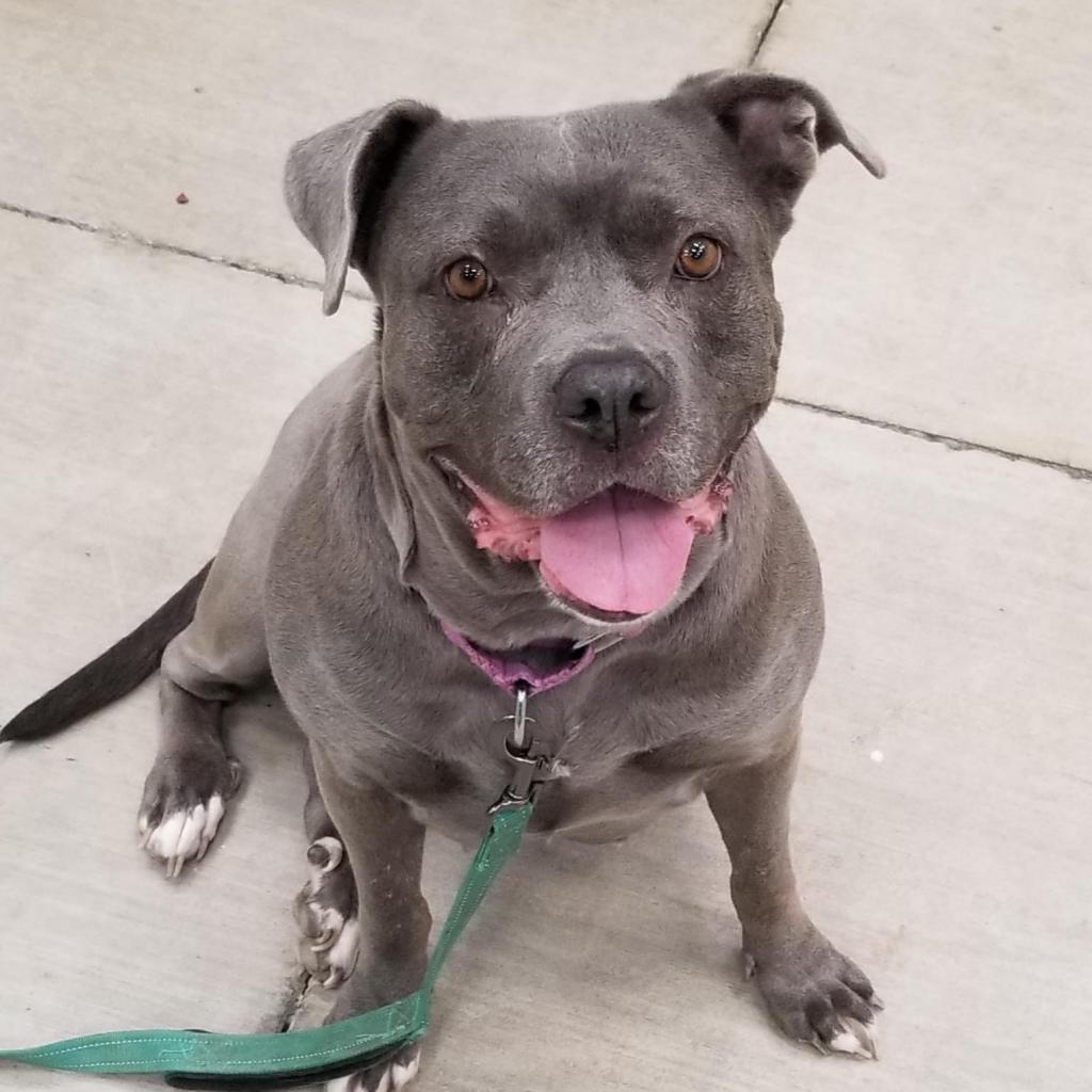 Eloise, a Adoptable Pit Bull Terrier in Las Vegas, NV image 6/6