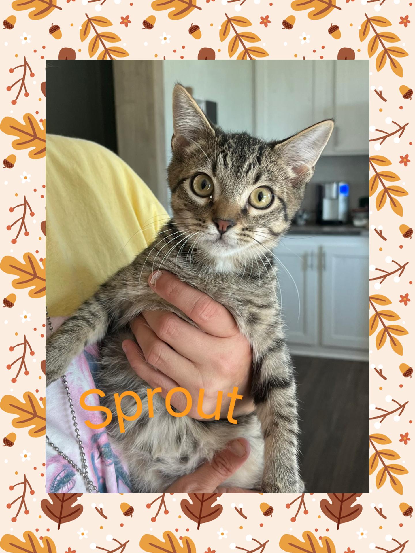 Sprout, Adoptable, Young Male Tabby.