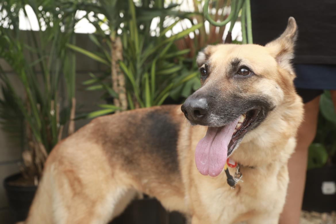 Enlarge FRIDA, a Adoptable German Shepherd Dog in Los Angeles, CA image 1/1