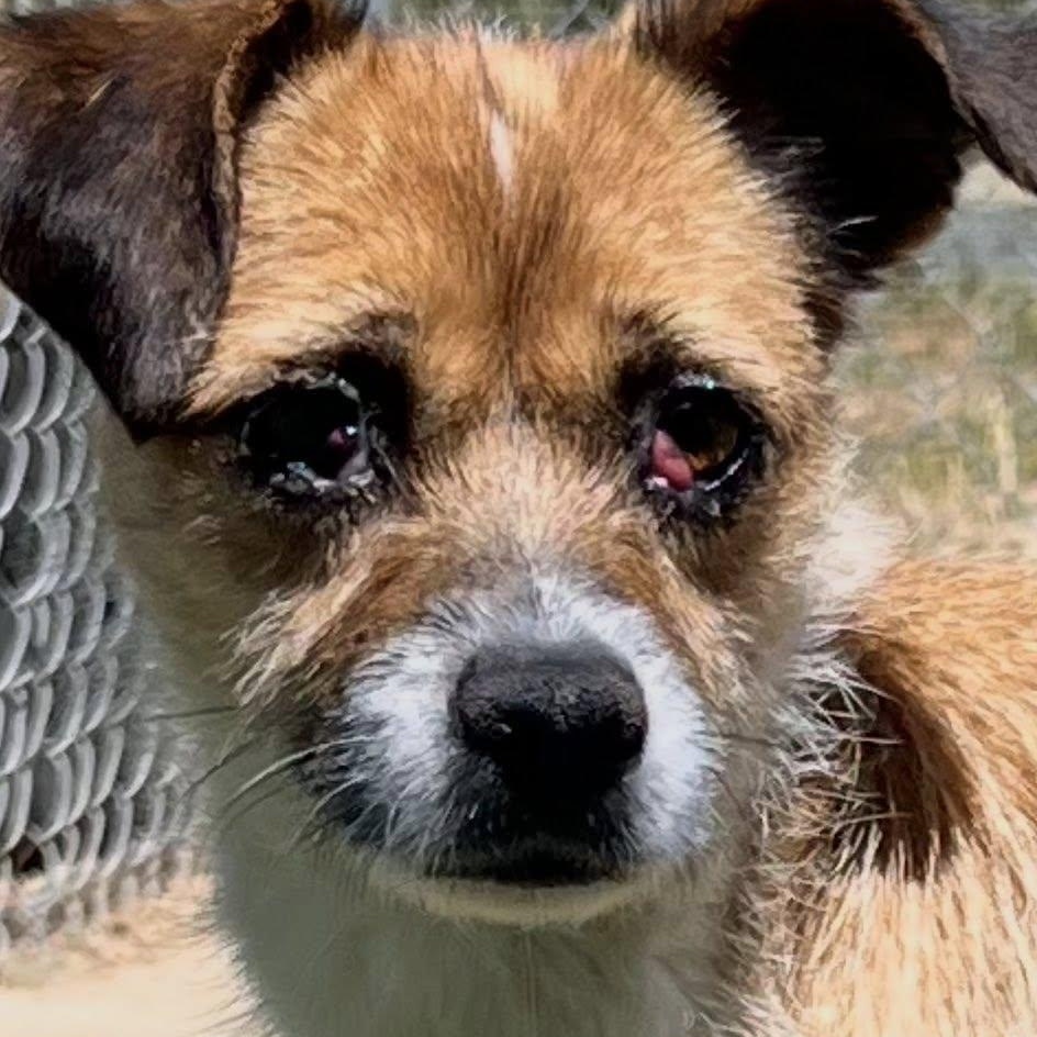 Lotus, ADOPTABLE, Young Female Terrier.