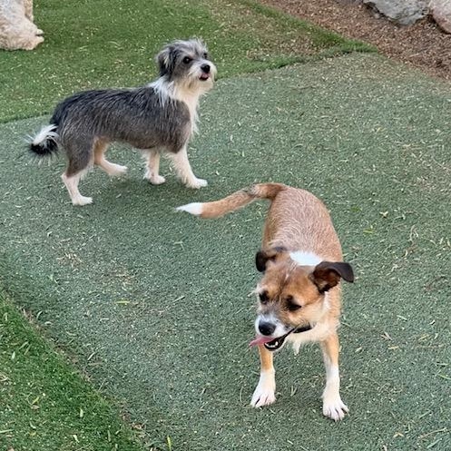 Enlarge Lotus, a ADOPTABLE mixed breed in Agua Dulce, CA image 3/3