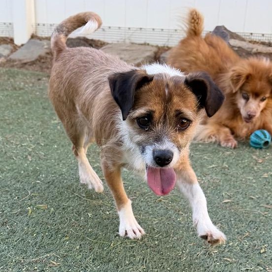 Enlarge Lotus, a ADOPTABLE mixed breed in Agua Dulce, CA image 2/3