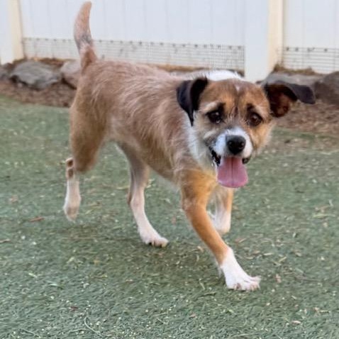 Lotus, ADOPTABLE, Young Female Terrier.