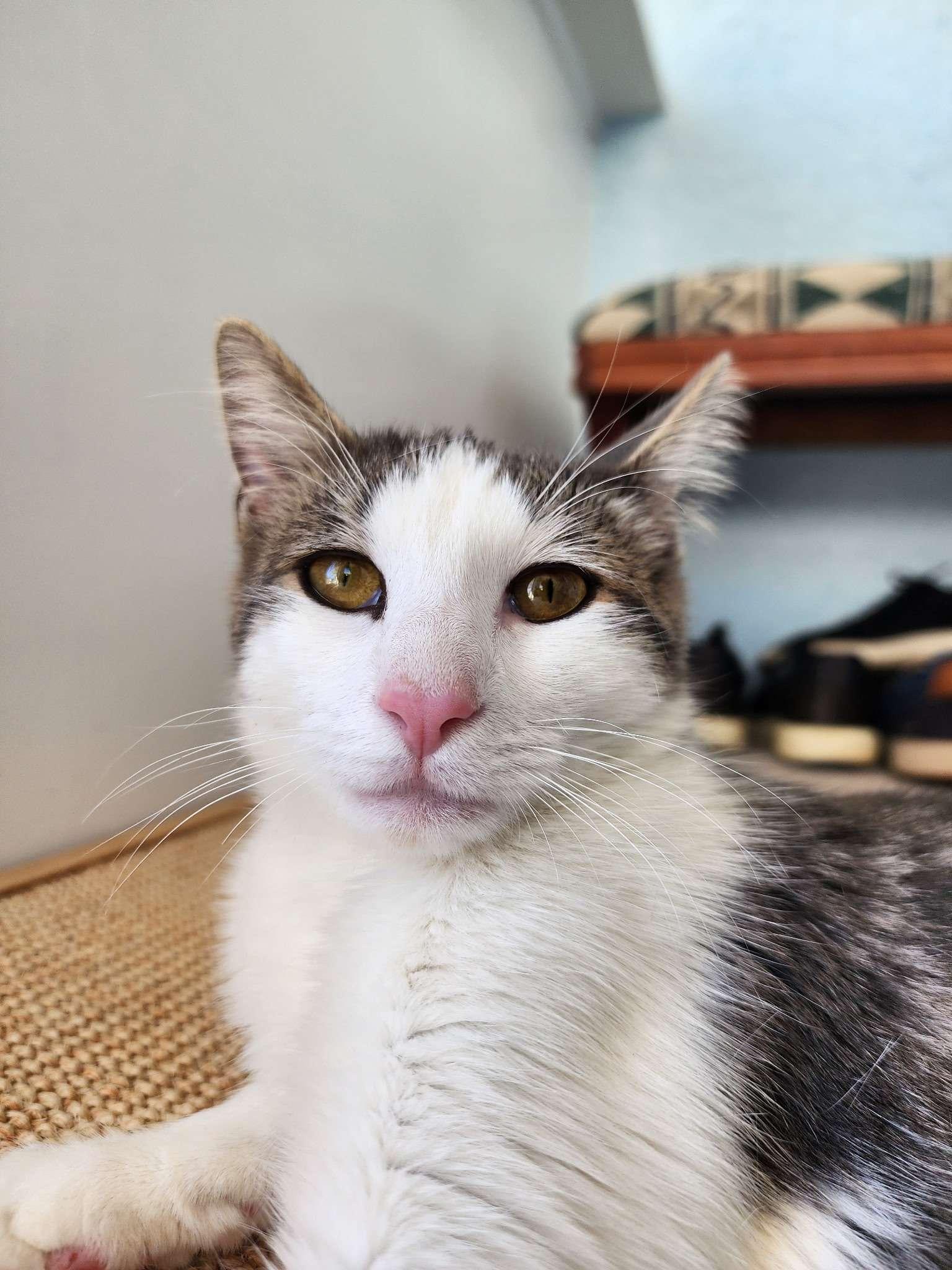 Brussel Sprout, a Adoptable American Shorthair in Piscataway, NJ image 2/2