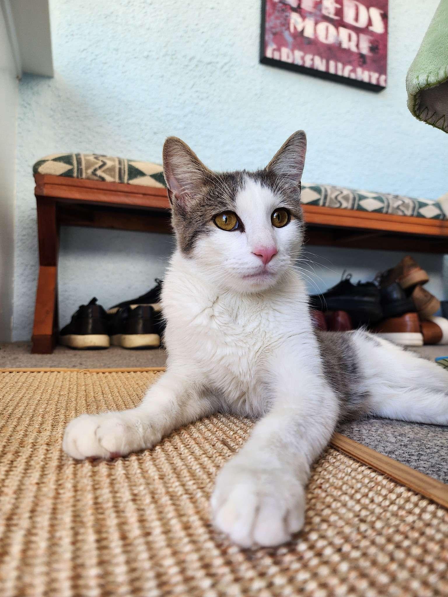 Brussel Sprout, Adoptable, Young Male American Shorthair.