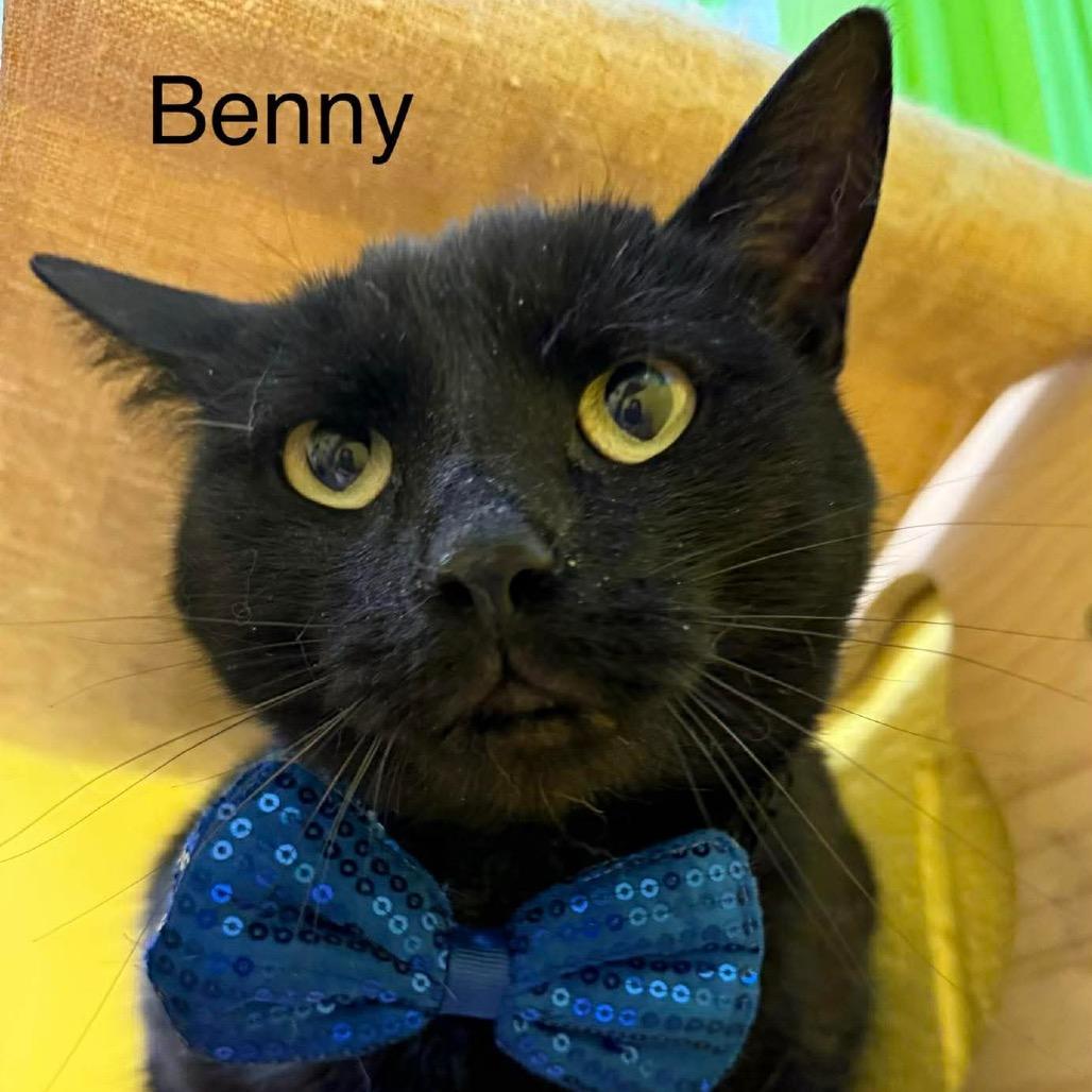 Benny, Adoptable, Adult Male Domestic Short Hair.