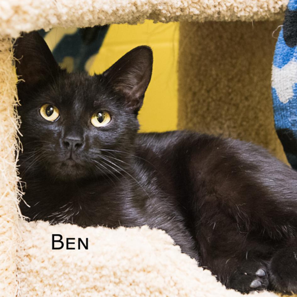 Enlarge Benny, a Adoptable Domestic Short Hair in Parkersburg, WV image 2/6
