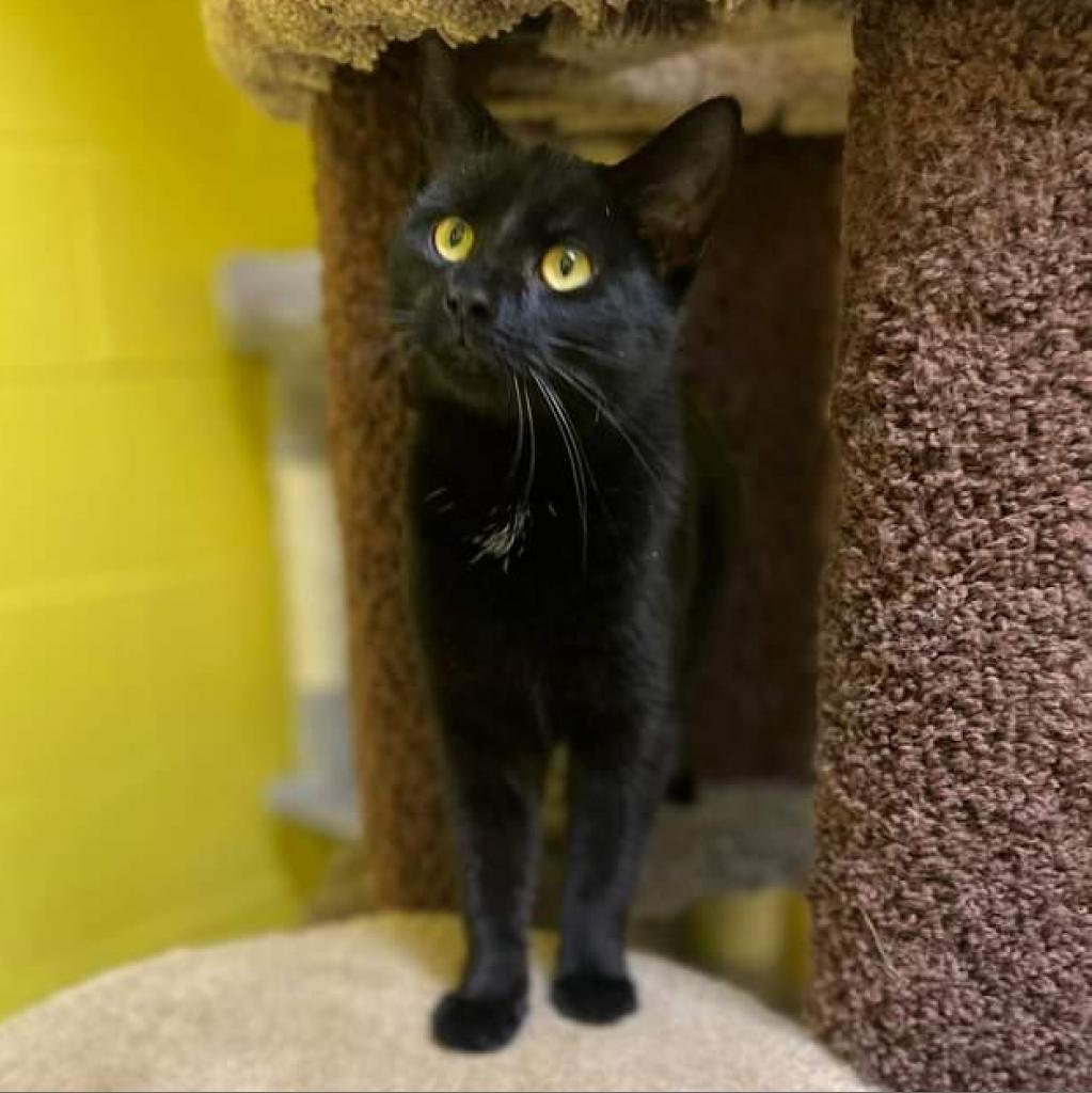 Enlarge Benny, a Adoptable Domestic Short Hair in Parkersburg, WV image 3/6