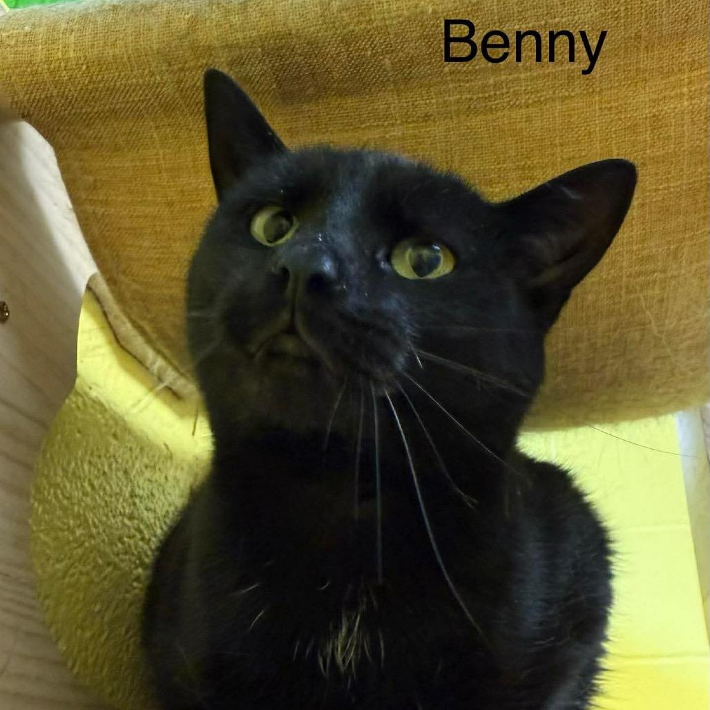 Enlarge Benny, a Adoptable Domestic Short Hair in Parkersburg, WV image 4/6