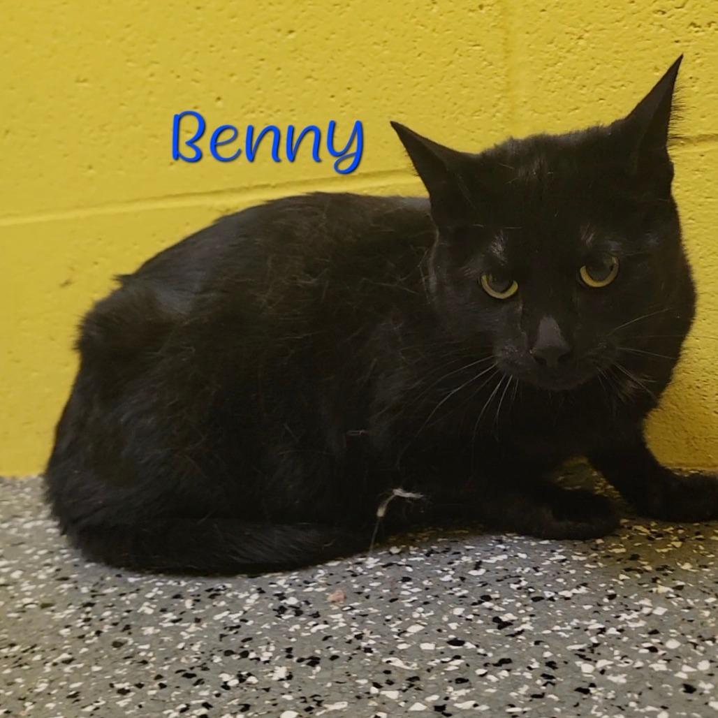 Enlarge Benny, a Adoptable Domestic Short Hair in Parkersburg, WV image 4/6