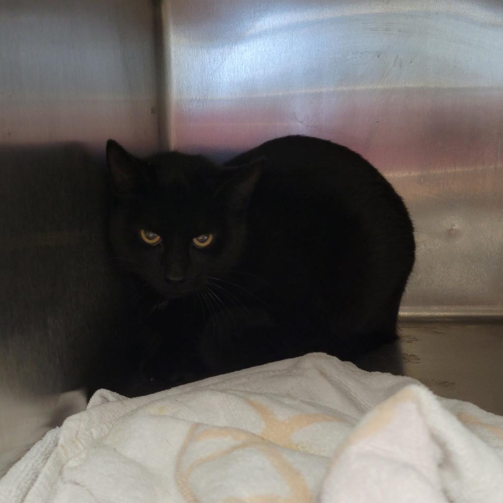 Enlarge Benny, a Adoptable Domestic Short Hair in Parkersburg, WV image 5/6