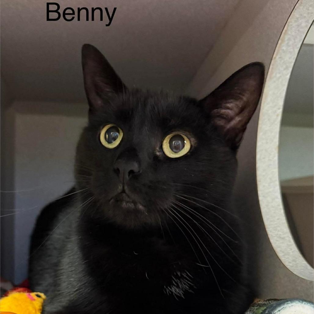 Enlarge Benny, a Adoptable Domestic Short Hair in Parkersburg, WV image 5/6