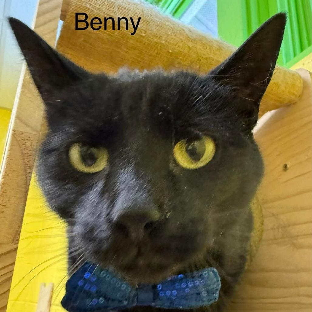 Enlarge Benny, a Adoptable Domestic Short Hair in Parkersburg, WV image 6/6