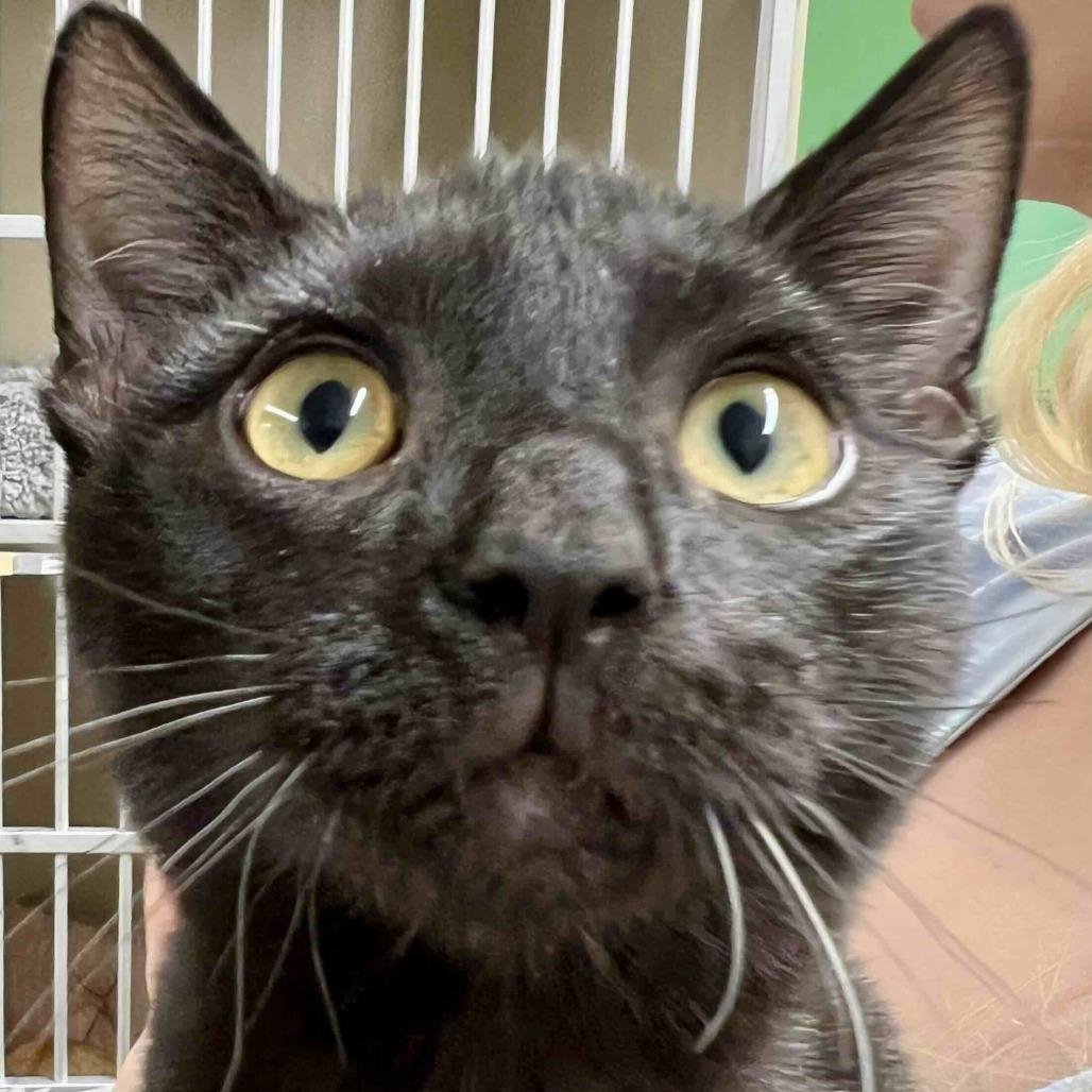 CJ, a Adoptable Domestic Short Hair in Colorado Springs, CO image 2/3