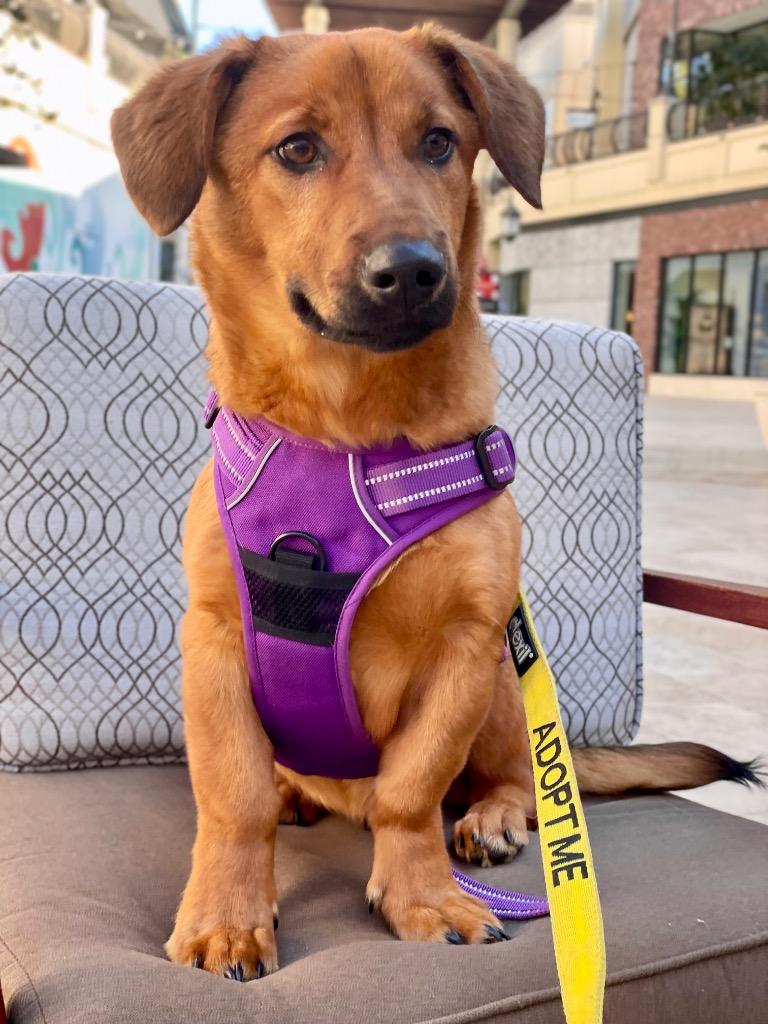 Peri, Adoptable, Young Male Mixed Breed.