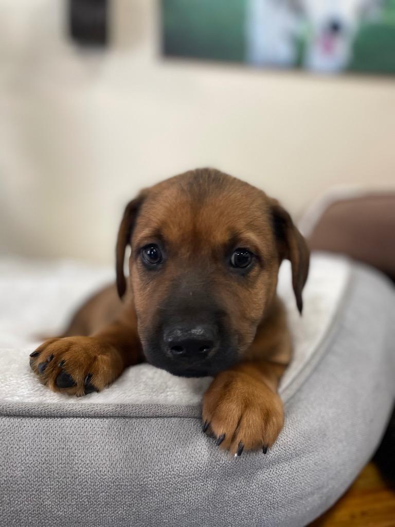 Enlarge Peri, a Adoptable mixed breed in Thousand Oaks, CA image 2/4