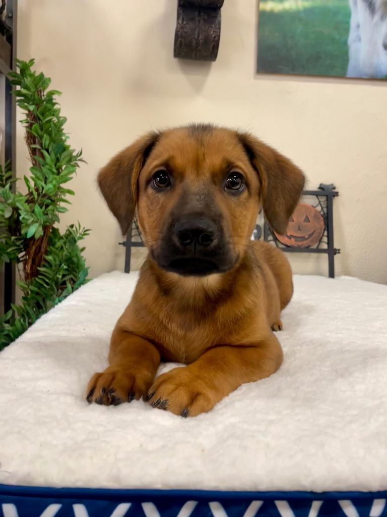 Enlarge Peri, a Adoptable mixed breed in Thousand Oaks, CA image 3/4