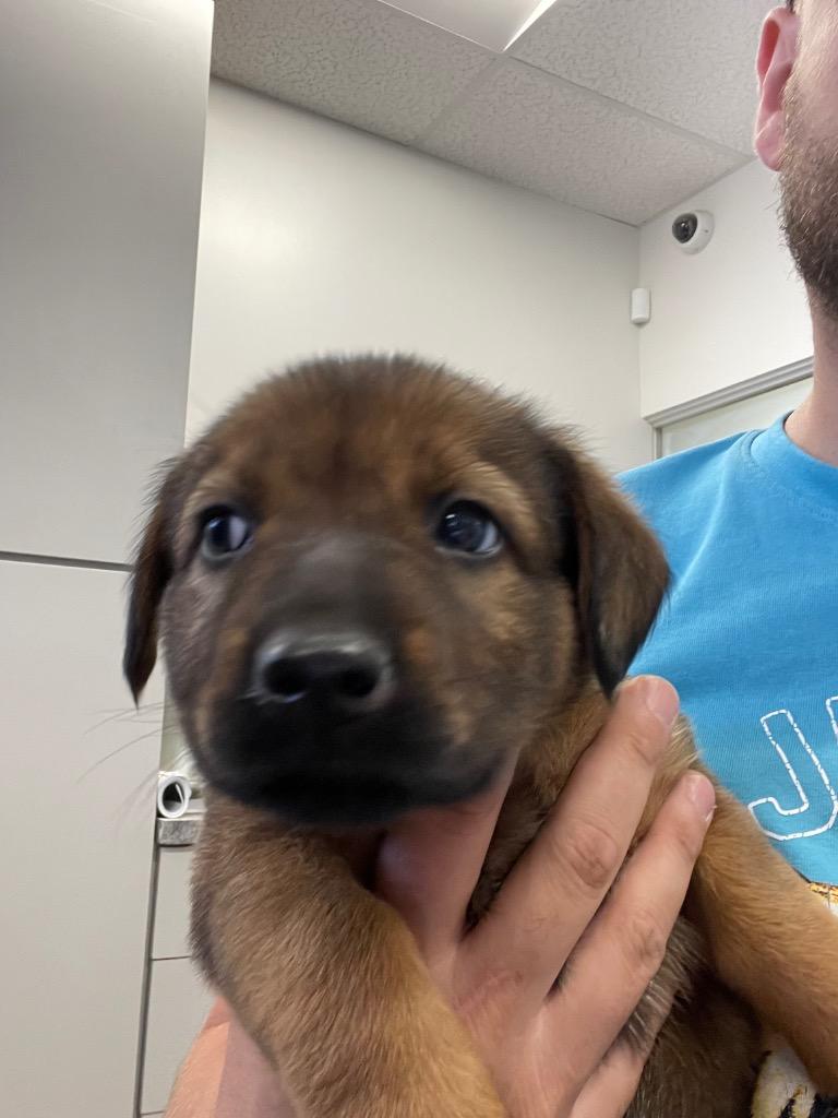 Enlarge Peri, a Adoptable mixed breed in Thousand Oaks, CA image 4/4