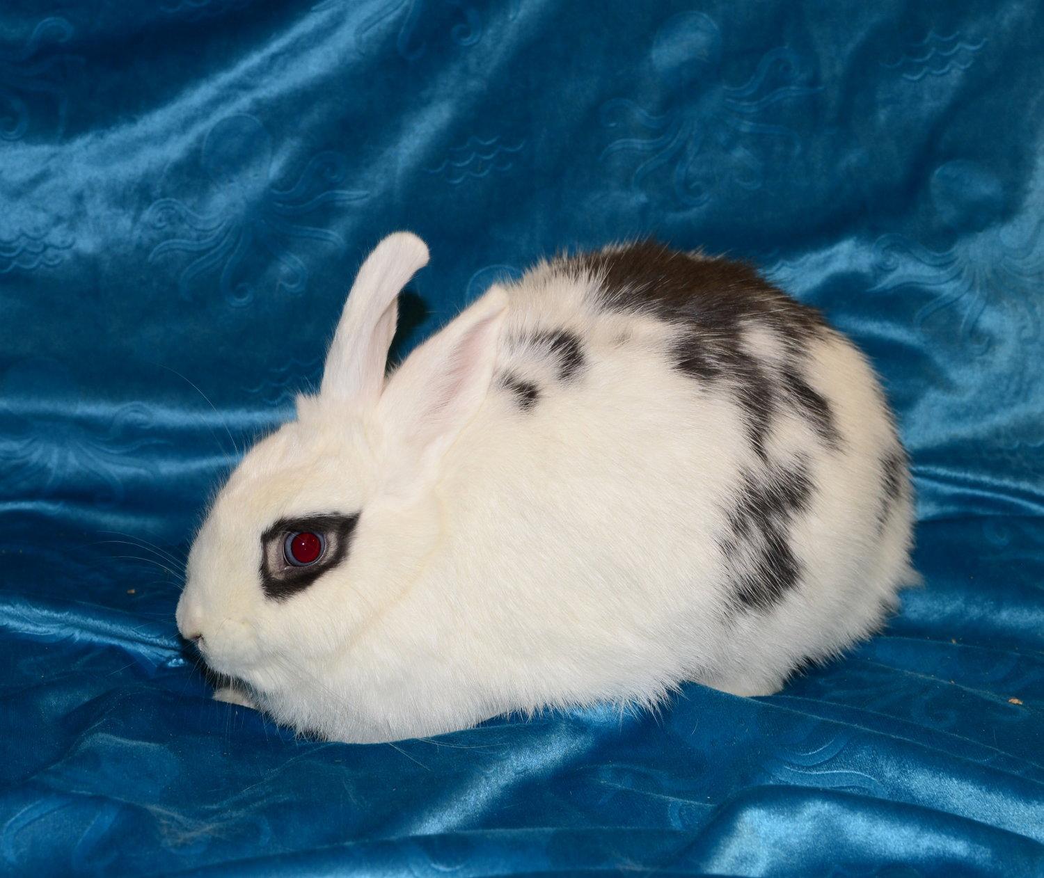 Natalie, Adoptable, Young Female Polish.