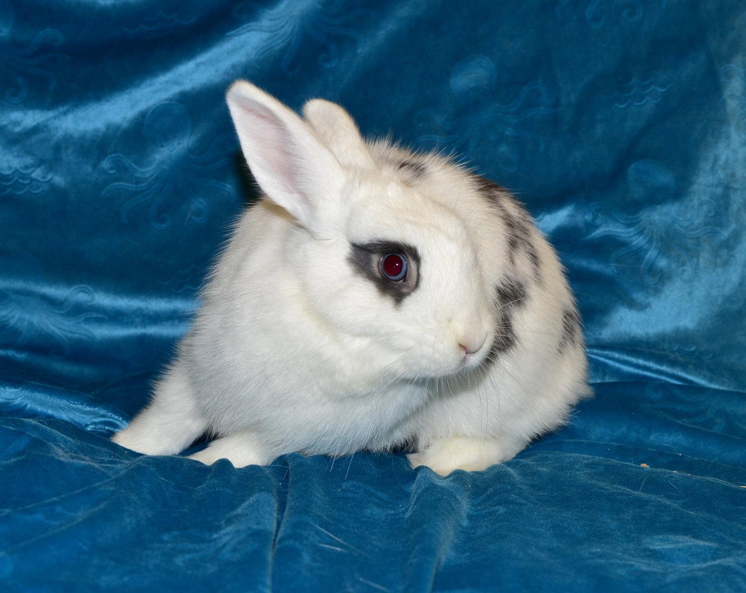 Enlarge Natalie, a Adoptable Polish in Chesterfield, MO image 2/3
