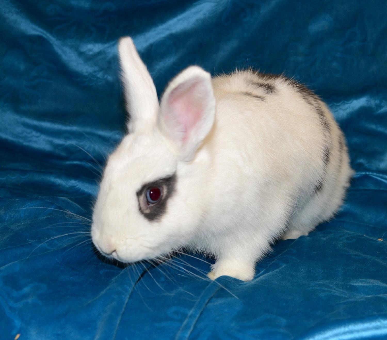 Enlarge Natalie, a Adoptable Polish in Chesterfield, MO image 3/3