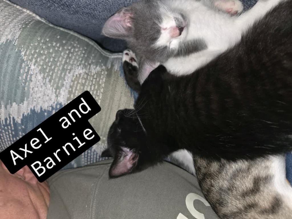 Axel, Adoptable, Kitten Male Domestic Short Hair.