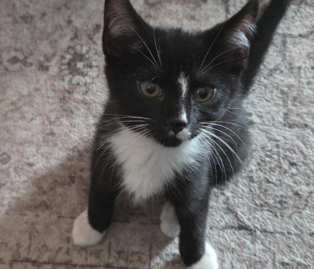 Enlarge Axel, a Adoptable mixed breed in Johnson City, TN image 2/5