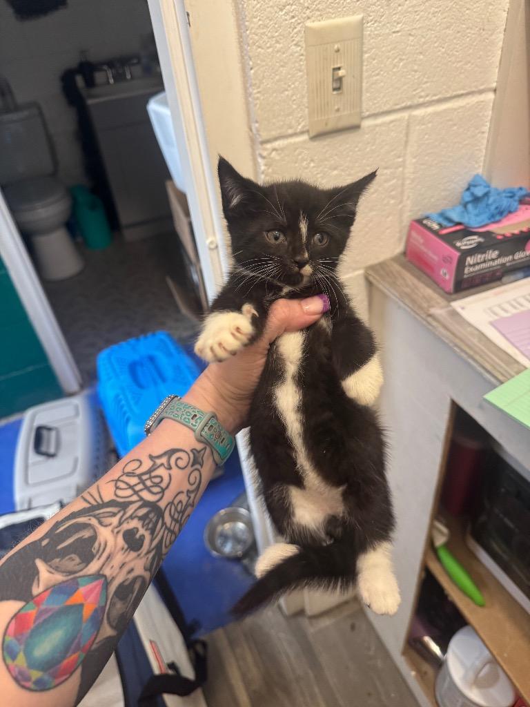 Enlarge Axel, a Adoptable mixed breed in Johnson City, TN image 3/5