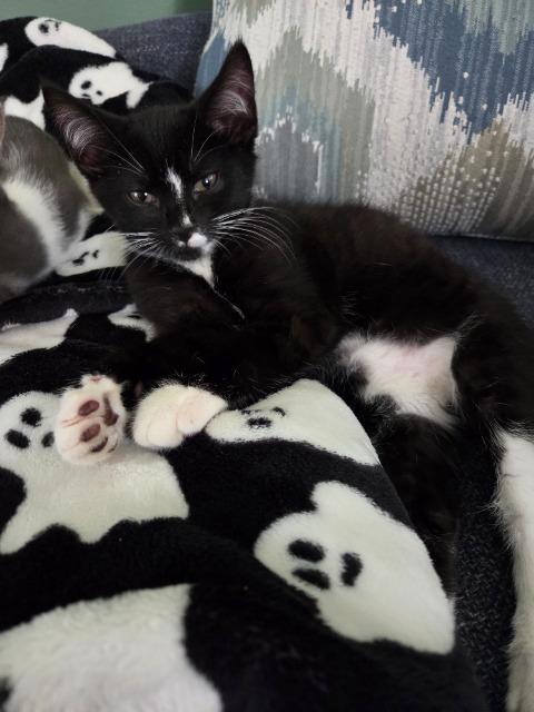 Enlarge Axel, a Adoptable mixed breed in Johnson City, TN image 4/5